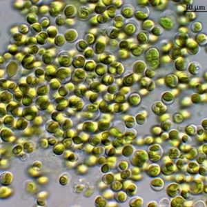 chlorella-algae400