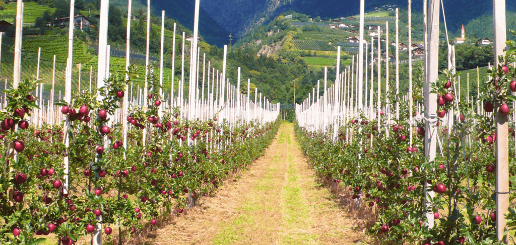Impianto agrivoltaico integrato in un terreno agricolo per la produzione di energia rinnovabile.